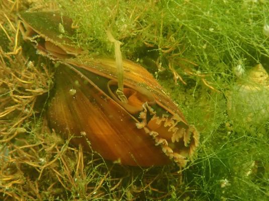 Corals, clams and other crustaceans, as well as fauna with calcium carbonate shells or skeletons, also feel right at home in seagrass meadows. 

Credit: Marvin Lehmann / GEOMAR