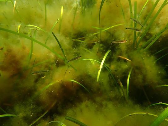 Just like land-based plants, seagrasses also offer a home for countless microorganisms. These chiefly include bacteria and archaea, but also fungi, microalgae and other single-celled organisms with nuclei. According to some estimates, every square centimeter of leaf is home to roughly one million single-celled organisms; in the roots, the number is between 100,000 and one million.

Credit: Marvin Lehmann / GEOMAR