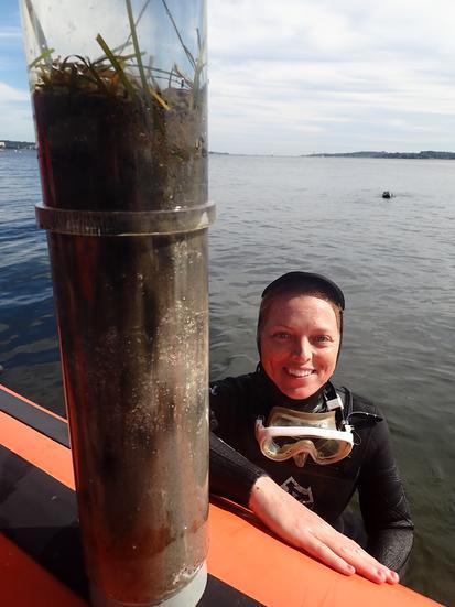 Experiments recently conducted on eelgrass (Zostera marina) meadows have shown that, on average, they store 2.7 kilograms of carbon per square meter in the top 25 centimeters of the ocean floor. However, depending on the local conditions, researchers have also recorded values of up to 26.5 kilograms of carbon per square meter. Along Germany’s Baltic Sea coast, the average was 10.7 kilograms per square meter of seagrass meadow. Extrapolated for the top 100 centimeters of ocean floor, the eelgrass meadows could theoretically store between 23.1 and 351.7 metric tons of carbon per hectare. 

Credit: Thorsten Reusch / GEOMAR