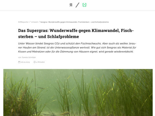 Das Supergras: Wunderwaffe gegen Klimawandel, Fischsterben – und Schlafprobleme
