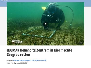 GEOMAR Helmholtz-Zentrum in Kiel möchte Seegras retten