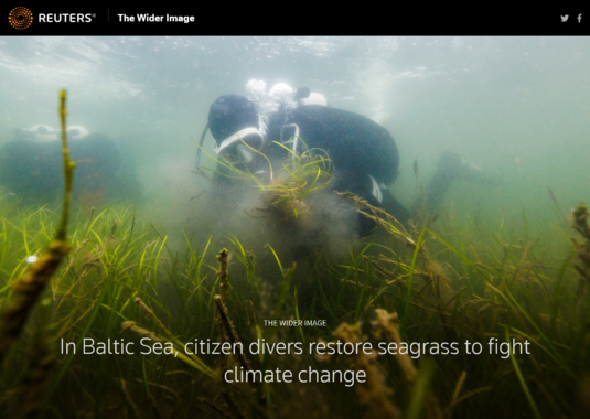 The Wider Image: In Baltic Sea, citizen divers restore seagrass to fight climate change