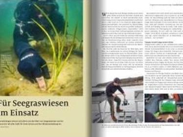 natur-Zeitschrift: Für Seegraswiesen im Einsatz