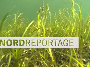 Die Nordreportage: Klimaretter Seegras