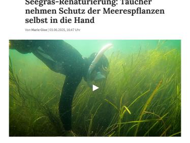 sh:z: Lebensraum und Klimaretter - Seegras-Renaturierung: Taucher nehmen Schutz der Meerespflanzen selbst in die Hand