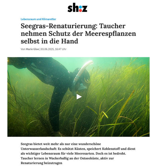 sh:z: Lebensraum und Klimaretter - Seegras-Renaturierung: Taucher nehmen Schutz der Meerespflanzen selbst in die Hand 