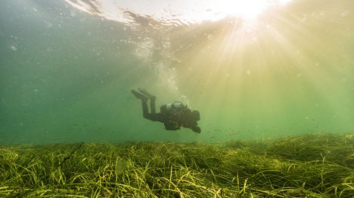 Wie leben Seegräser unter Wasser? Wo kommen sie vor? Welche Bedeutung haben Seegraswiesen für die Artenvielfalt und die Küsten? Und warum sind viele Bestände weltweit zurückgegangen? Diese Seite gibt einen Einblick in die Biologie und Ökologie von Seegräsern und zeigt, welche Bedingungen sie benötigen, um zu wachsen und langfristig bestehen zu können.