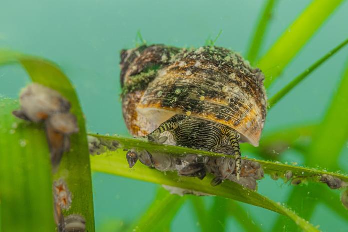 Meeresschnecke auf einem Seegrashalm