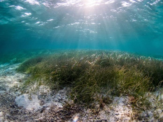 Seegraswiese unter Wasser