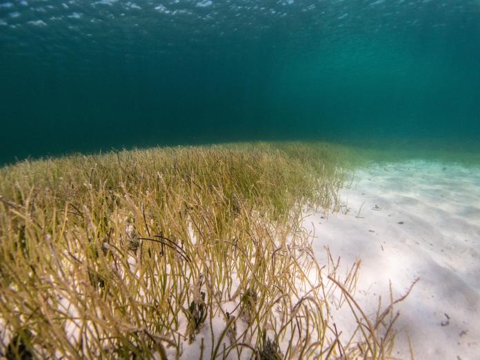 Wie leben Seegräser unter Wasser? Wo kommen sie vor? Welche Bedeutung haben Seegraswiesen für die Artenvielfalt und die Küsten? Und warum sind viele Bestände weltweit zurückgegangen? Diese Seite gibt einen Einblick in die Biologie und Ökologie von Seegräsern und zeigt, welche Bedingungen sie benötigen, um zu wachsen und langfristig bestehen zu können.