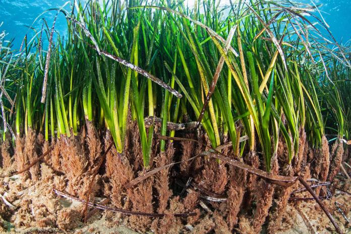 Wie leben Seegräser unter Wasser? Wo kommen sie vor? Welche Bedeutung haben Seegraswiesen für die Artenvielfalt und die Küsten? Und warum sind viele Bestände weltweit zurückgegangen? Diese Seite gibt einen Einblick in die Biologie und Ökologie von Seegräsern und zeigt, welche Bedingungen sie benötigen, um zu wachsen und langfristig bestehen zu können.
