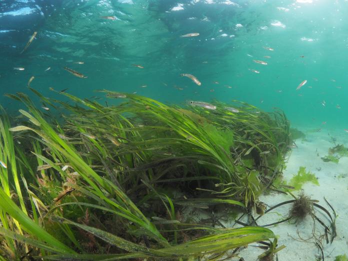 Ein zentrales Ergebnis des SeaStore-Verbunds wird ein umfassender Leitfaden für den Schutz, Erhalt und die Wiederansiedlung von Seegraswiesen in der südlichen Ostsee sein.
