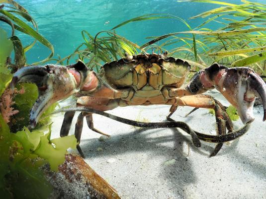 In the context of seagrass restoration projects implemented in Virginia, USA, newly transplanted meadows were home to diverse communities of decapods, snails and various crustaceans after just three years, with fish following soon after.

Credit: Michiel Vos / Ocean Image Bank