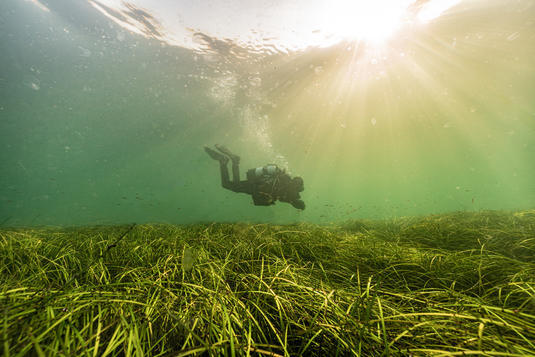 Seegraswiesen gehören zu den wertvollsten und produktivsten Lebensräumen des Meeres. Sie schützen die Küsten, indem sie Wellen ausbremsen und den sandigen Untergrund mit ihren Wurzeln festhalten. Sie bieten Abertausenden Jungfischen, Muscheln, Krebsen und anderen Tieren Schutz und Nahrung und stärken auf diese Weise die Artenvielfalt des Meeres. Entsprechend tragen sie dazu bei, dass Millionen Menschen rund um den Globus genügend Fisch und Meeresfrüchte zu essen haben.

© Philipp Hoy