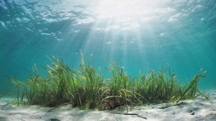Wie leben Seegräser unter Wasser? Wo kommen sie vor? Welche Bedeutung haben Seegraswiesen für die Artenvielfalt und die Küsten? Und warum sind viele Bestände weltweit zurückgegangen? Diese Seite gibt einen Einblick in die Biologie und Ökologie von Seegräsern und zeigt, welche Bedingungen sie benötigen, um zu wachsen und langfristig bestehen zu können.